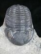 Eldredgeops Trilobite - Silica Shale #9226-1